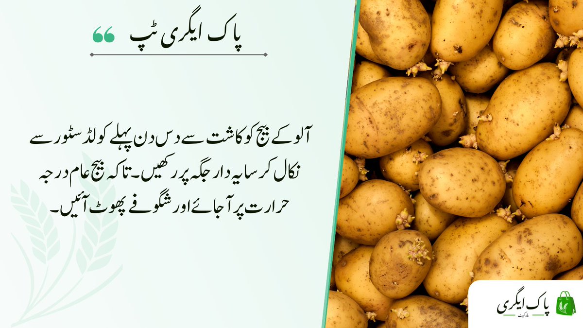 pakagrimarket's tweet photo. #pakagrimarket #digitalagriculture #agritechPakistan #PunjabGovernment #PunjabAgriculture #AgricultureDepartment #AgriPunjab #Punjab  #potatotips https://t.co/D3sxX92oeE