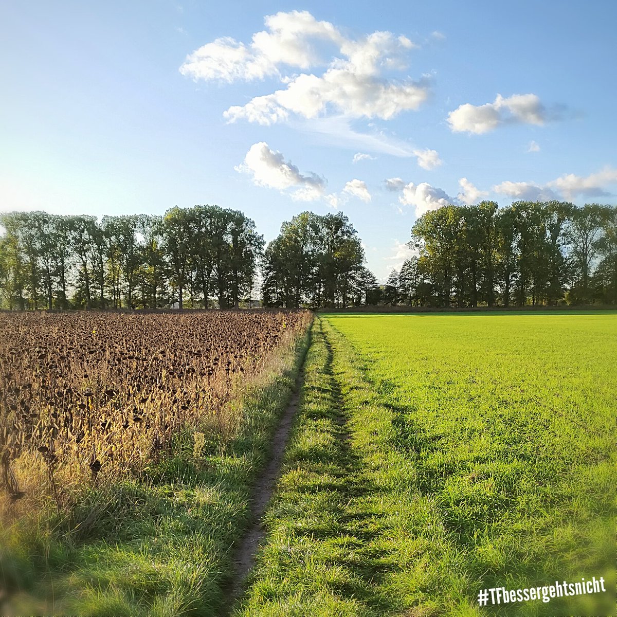 Teltow-Fläming & Brandenburg ❤ tweet media