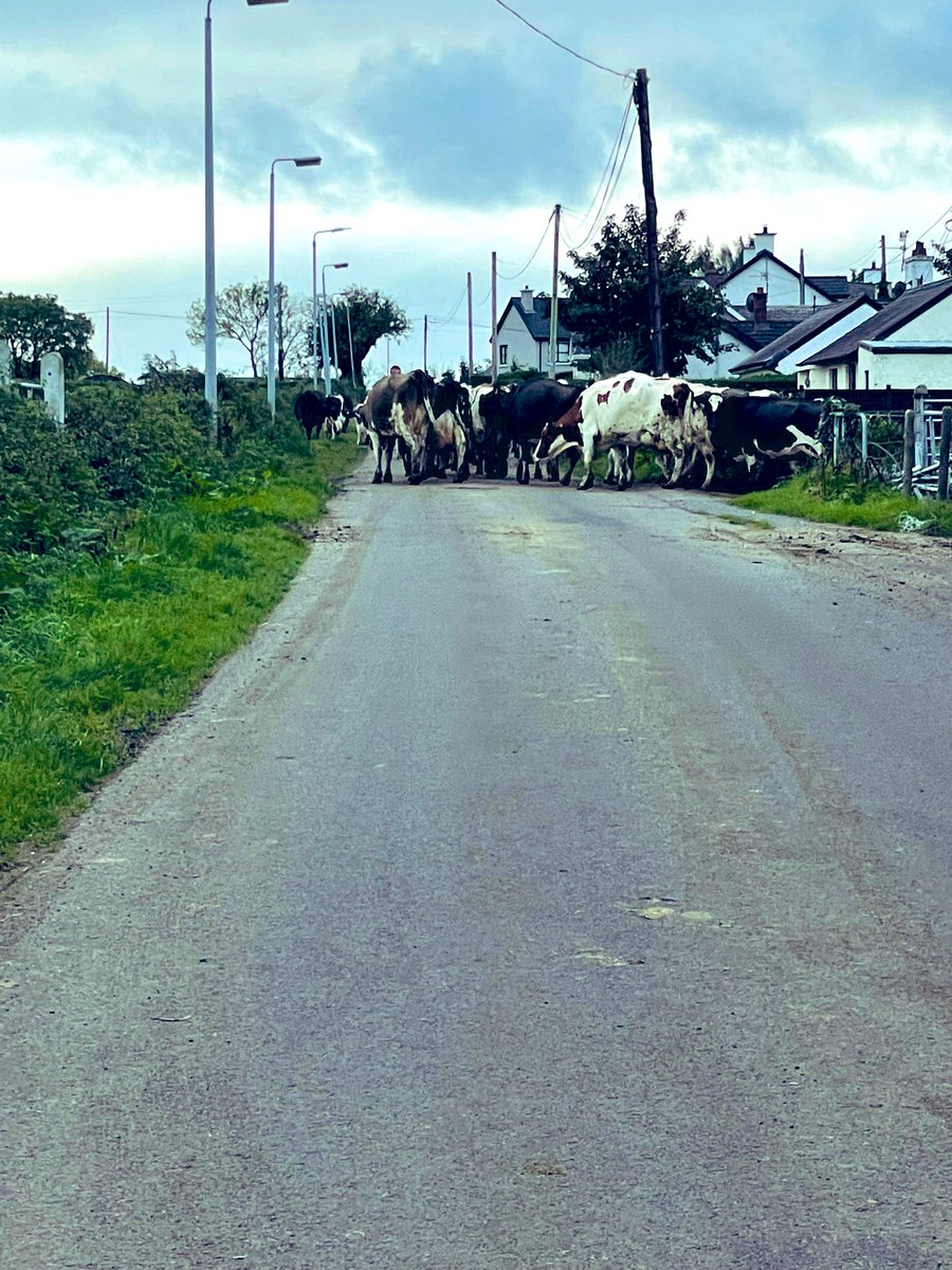 Traffic Jam on this mornings walk #NorthernIreland