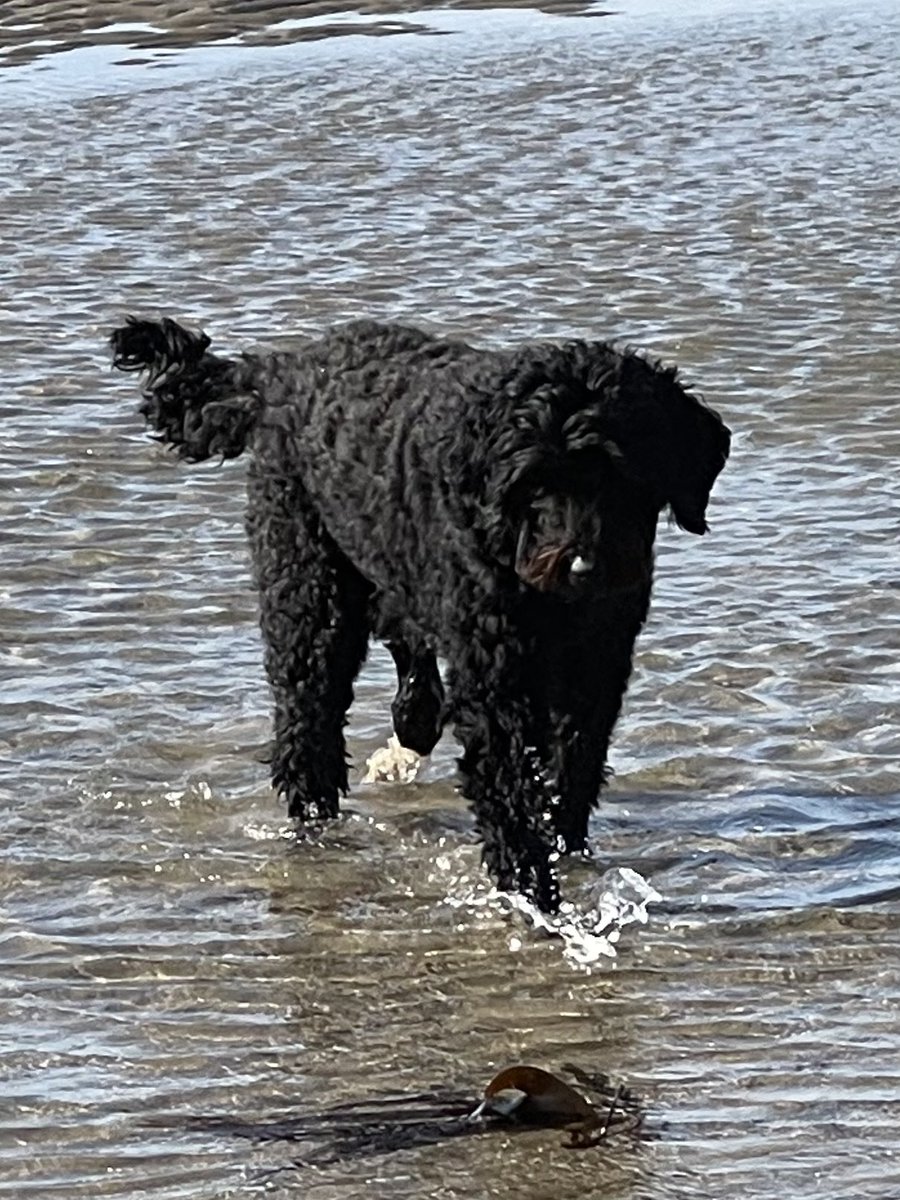 HouseHectorz's tweet photo. I absolutely will never ever be the fans of getting wet. I is not a water baby doggo. I must have been twicked on dis weekend beach walkies. Or she slipped somfinks in my breffast!!!!! Please   Send helps. https://t.co/mdUBN005Xt