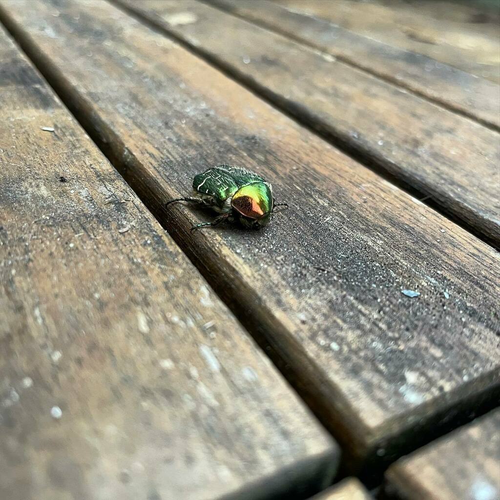 dibtych's tweet photo. There is a shiny bug on our balcony #bug #shiny #koepenick #berlin https://t.co/cmAZXAtd2O https://t.co/BhZgprMBry