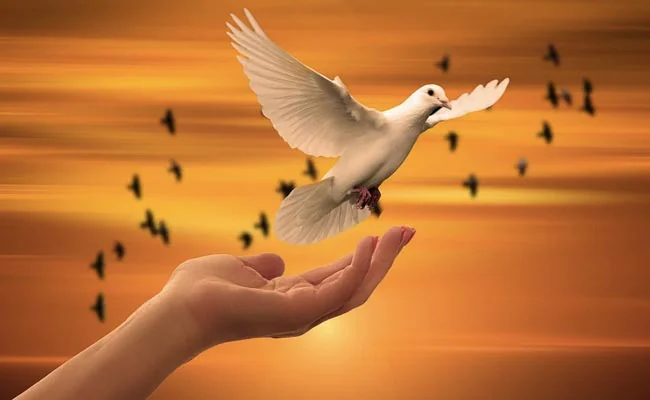 HHMU_Banksia's tweet photo. #IDWP-#IDeclareWorldPeace
#Unity4J
#OpOneLove
#MitakuyeOyasin https://t.co/vstFRIa7Sv