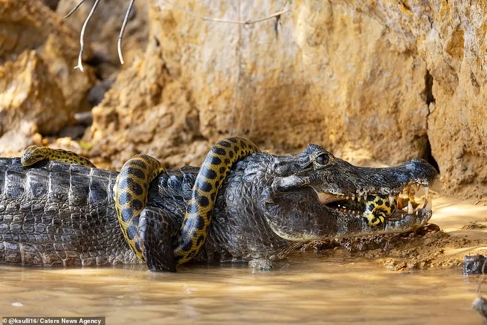 RethinkingAnimals on Twitter: "Who do you think won this battle? The Anaconda or the Caiman? More images....and the winner announced at: https://t.co/tLWmBfmRuk https://t.co/xzX4ka5XCi" / Twitter