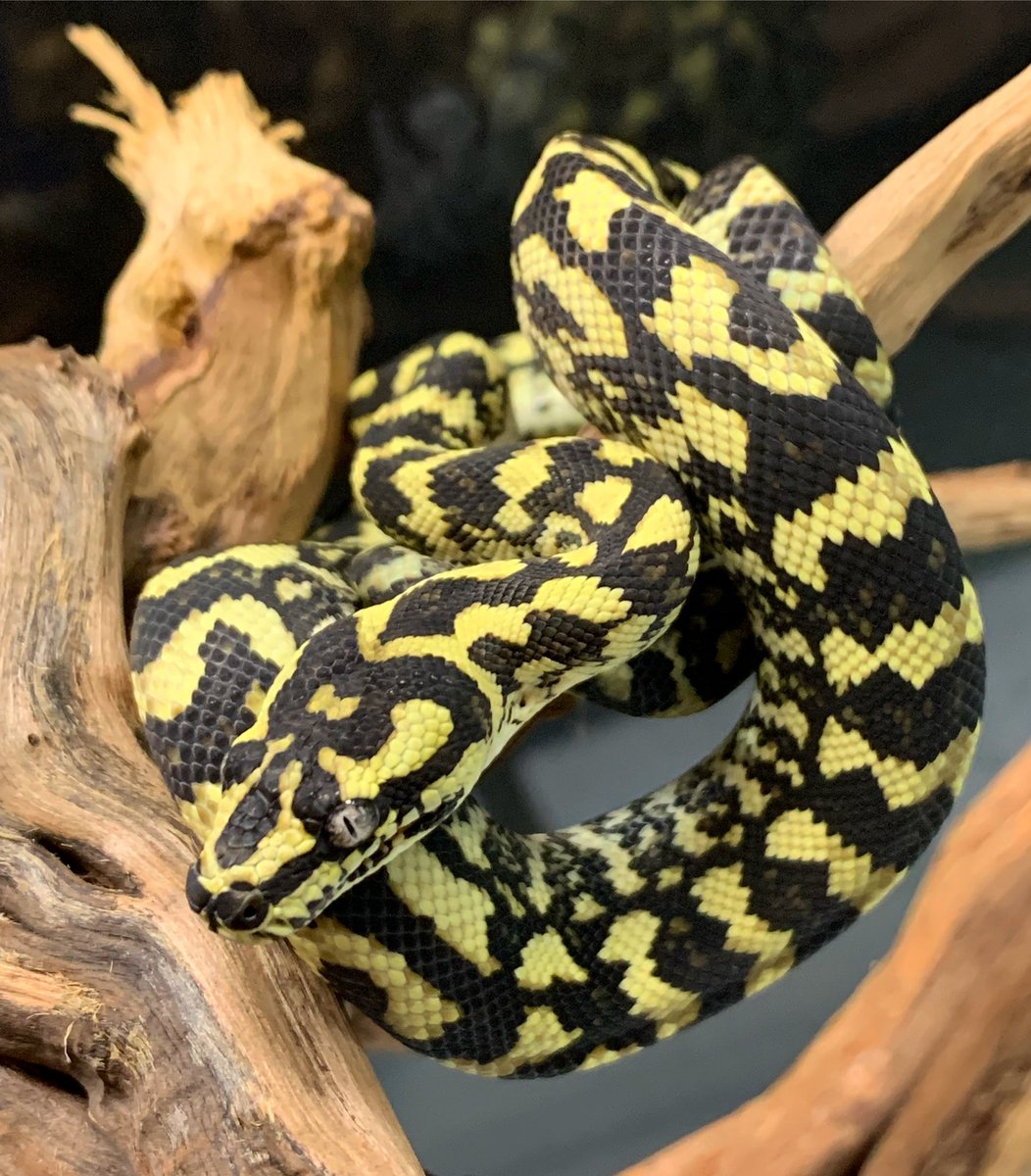 爬虫類shop デンドロパーク 静岡店 Dendro Shizuoka Twitter