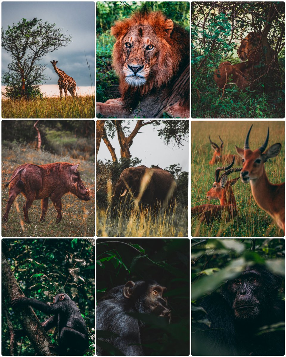 KarimBomba's tweet photo. Hello all, looks like I missed #PortfolioDay yesterday, so I'm doing it today.
I'm Karim, an Egyptian photographer, i don't really have a specific style/subject, i just shoot whatever comes my way, always looking for beauty.
Peace out ✌️ https://t.co/RVZAT2AmAz