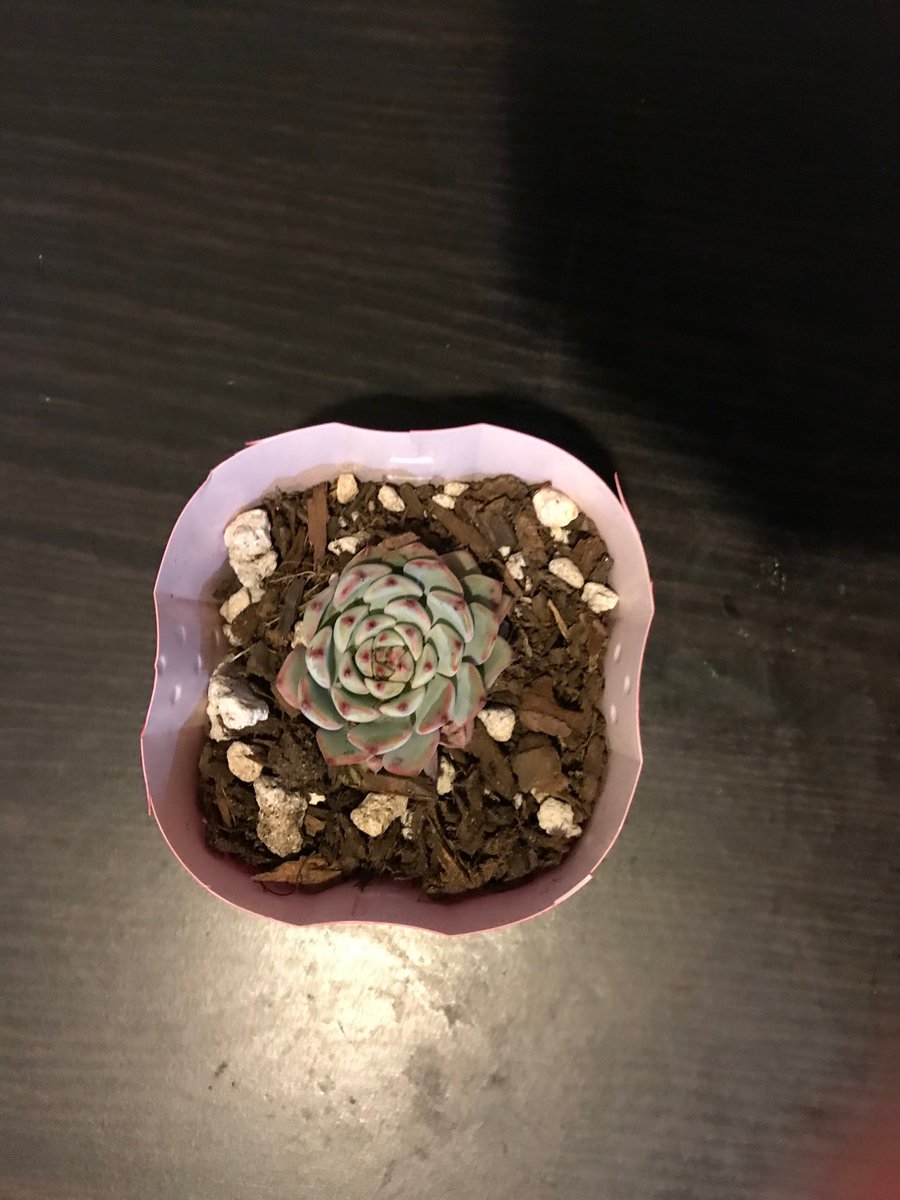 Click for video: vimeo.com/325028674
(Tal Danio, see taldaninoart.com/bacteria-galle… for more) 

Meet my new pet, Mirabelle. So named for the bullseye shape of Proteus Mirabillis. ♥️
#cactus #gradschool