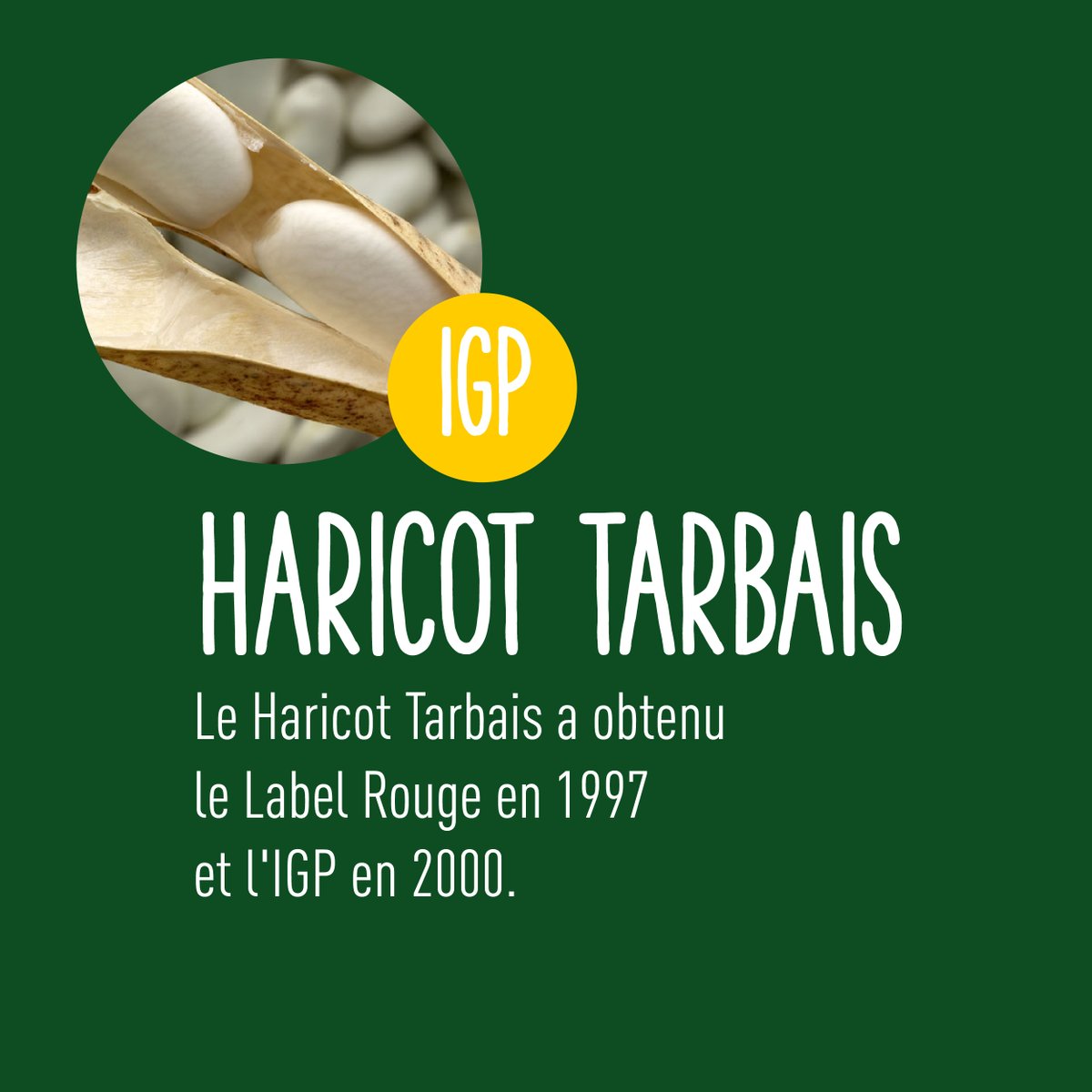 terresoleopro's tweet photo. Les #haricots secs français, des grains d’exception !✨

🔸Mogette (IGP)
🔸Haricot tarbais (IGP)
🔸Haricot de Castelnaudary (IGP)
🔸Coco de Paimpol (AOP)

Ils font les beaux jours des spécialités régionales et nourrissent notre patrimoine culinaire. 👨‍🍳

Et ce n’est pas tout !  ⤵️ https://t.co/atPPp0oPOC