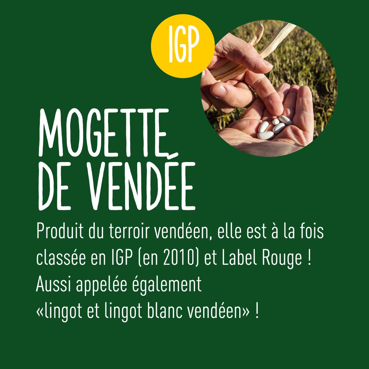 terresoleopro's tweet photo. Les #haricots secs français, des grains d’exception !✨

🔸Mogette (IGP)
🔸Haricot tarbais (IGP)
🔸Haricot de Castelnaudary (IGP)
🔸Coco de Paimpol (AOP)

Ils font les beaux jours des spécialités régionales et nourrissent notre patrimoine culinaire. 👨‍🍳

Et ce n’est pas tout !  ⤵️ https://t.co/atPPp0oPOC