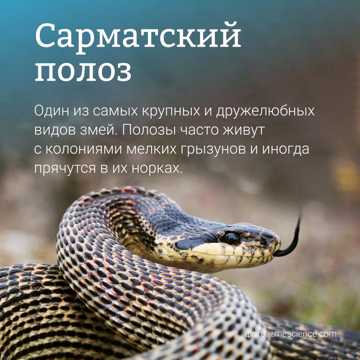 Крымский мост tweet media