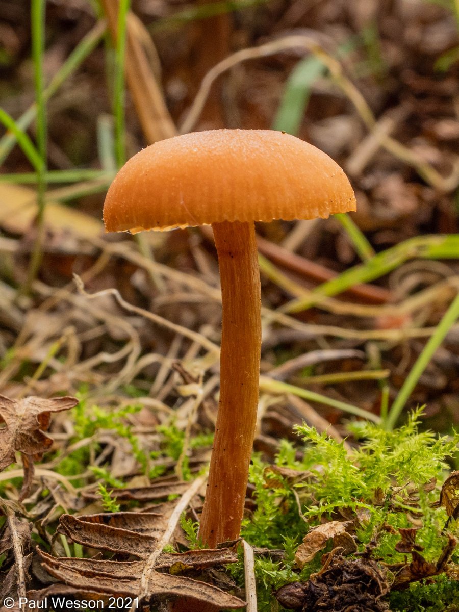 PaulWesson2's tweet photo. Fungi @NTCalkeAbbey https://t.co/i2hDBYLzec