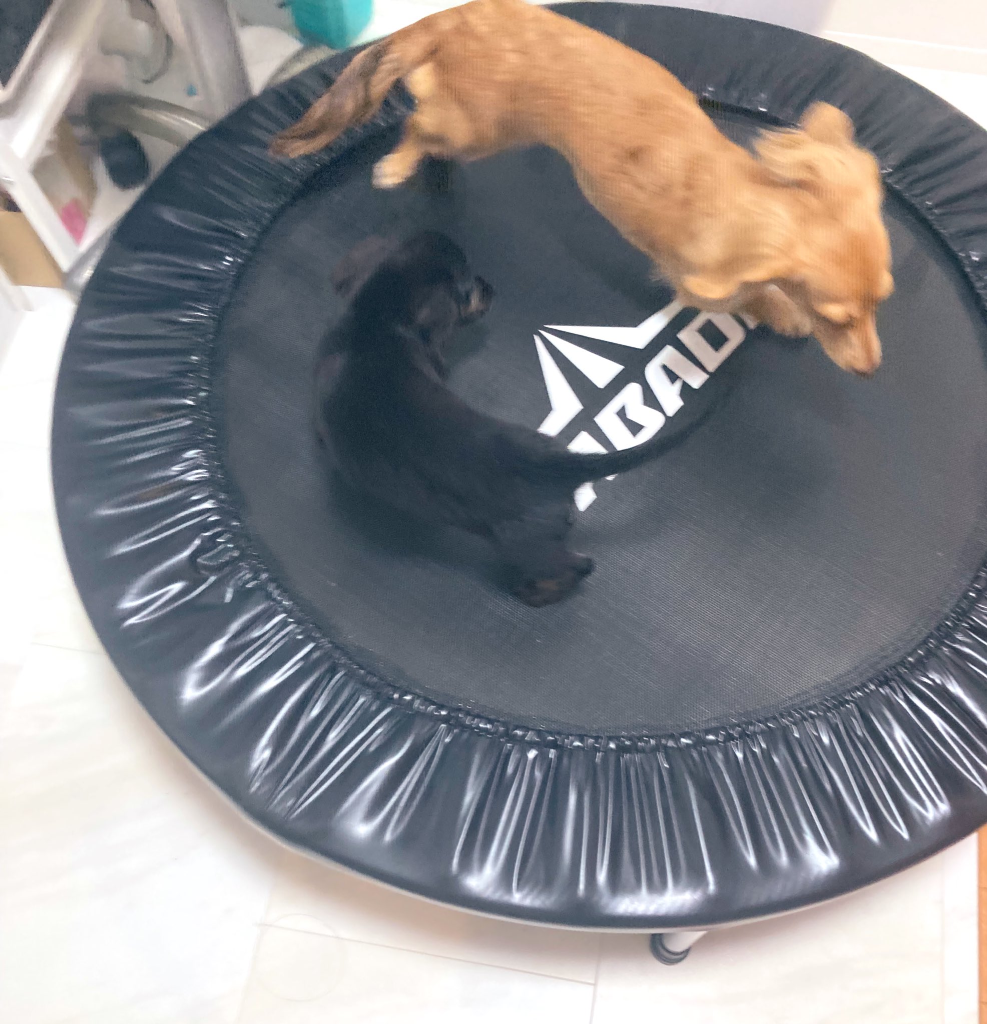 Laundry Studio Wanshop 空き時間にトランポリンをしようかなとお店の裏においたら うちのわんこ達が私よりも楽しんでおります 運動不足解消 癒し ペットサロン 川口 埼玉 セルフドッグバス セルフシャンプー トリミング ダックス T