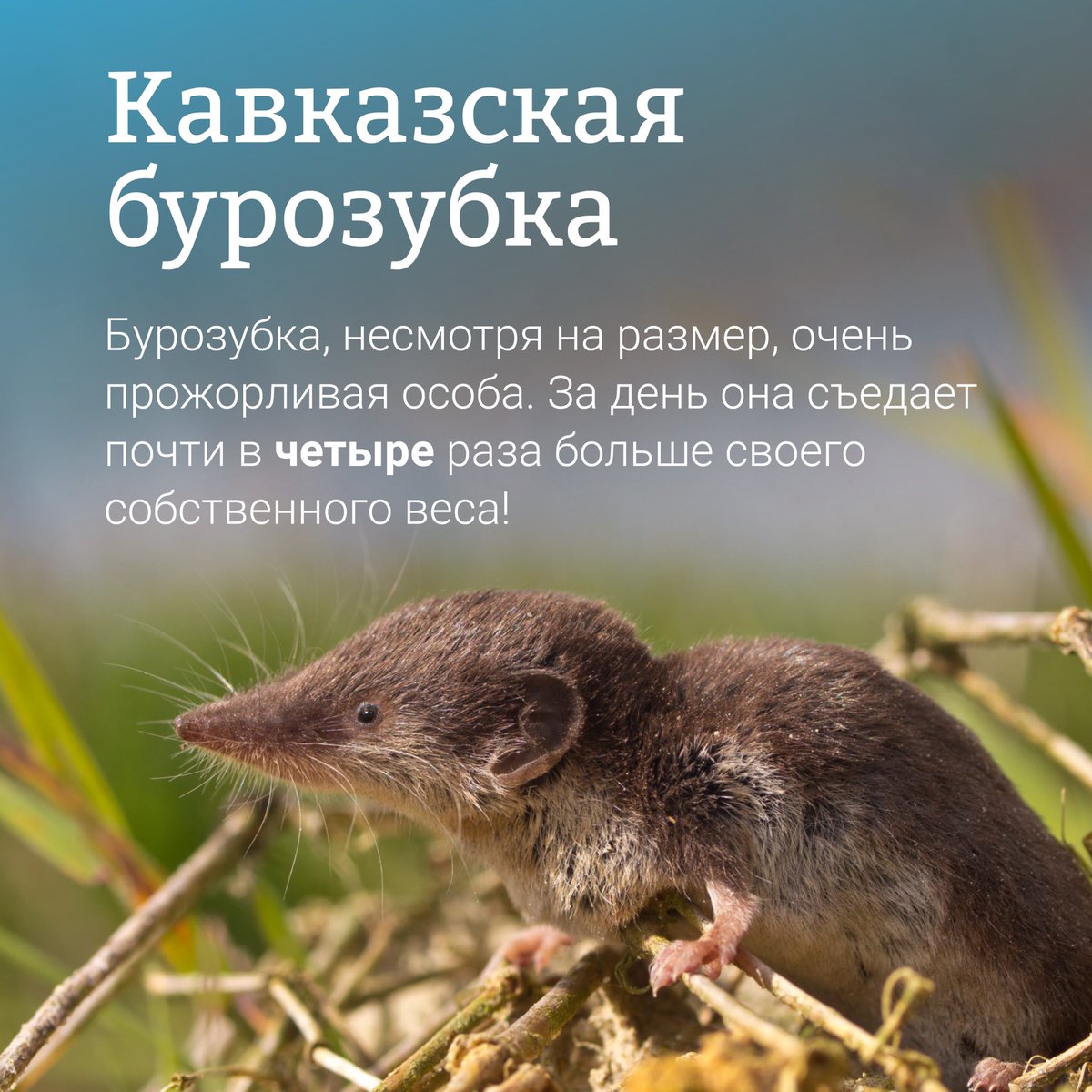 Крымский мост tweet media