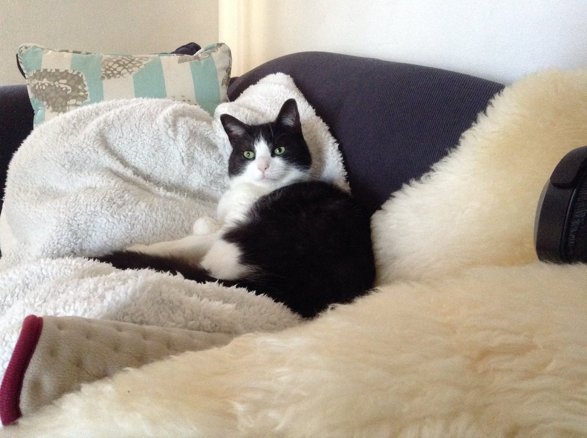 Thank you everyone who sent beautiful pictures of their Tuxies. I was especially moved by the lovely cats who are no longer with us. 10 October is International Cat Day, I saw a notice that delegated this year to Tuxies and wrote it wrongly in diary, I do apologise. https://t.co/OIqsA01X7v