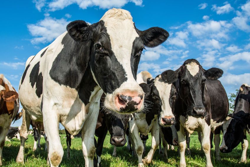 ProgieneDairy's tweet photo. "The dairy industry is being encouraged to get behind a drive to spread accurate facts about the sector's greenhouse gas emissions ahead of this month's COP26 in Glasgow." RABDF via @farminguk. Read more here: https://t.co/mRQXWQckdJ https://t.co/NPV6JnKClk
