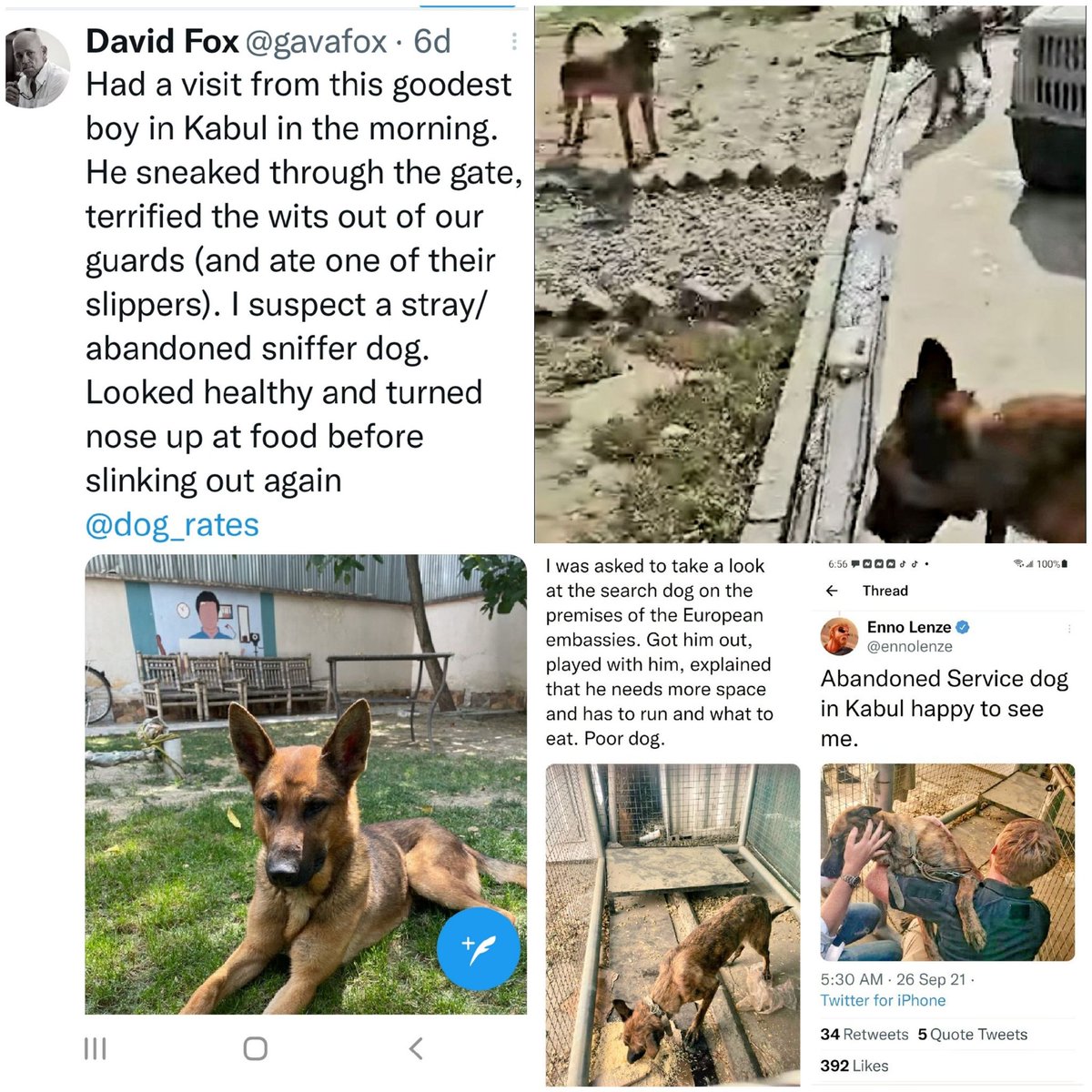 ShemiRama's tweet photo. @Lonewolfy777 Thank you, for sharing!π
Sentient beings are the OG heroes.
Please, also DOD's contracted working #dogs left behind in Afghanistan. They're STILL ALIVE n need our voices .. please don't forget them, they do exact same as MWD bomb sniffing/security etc. π
#NoPawsLeftBehind https://t.co/AThw4qgxvI