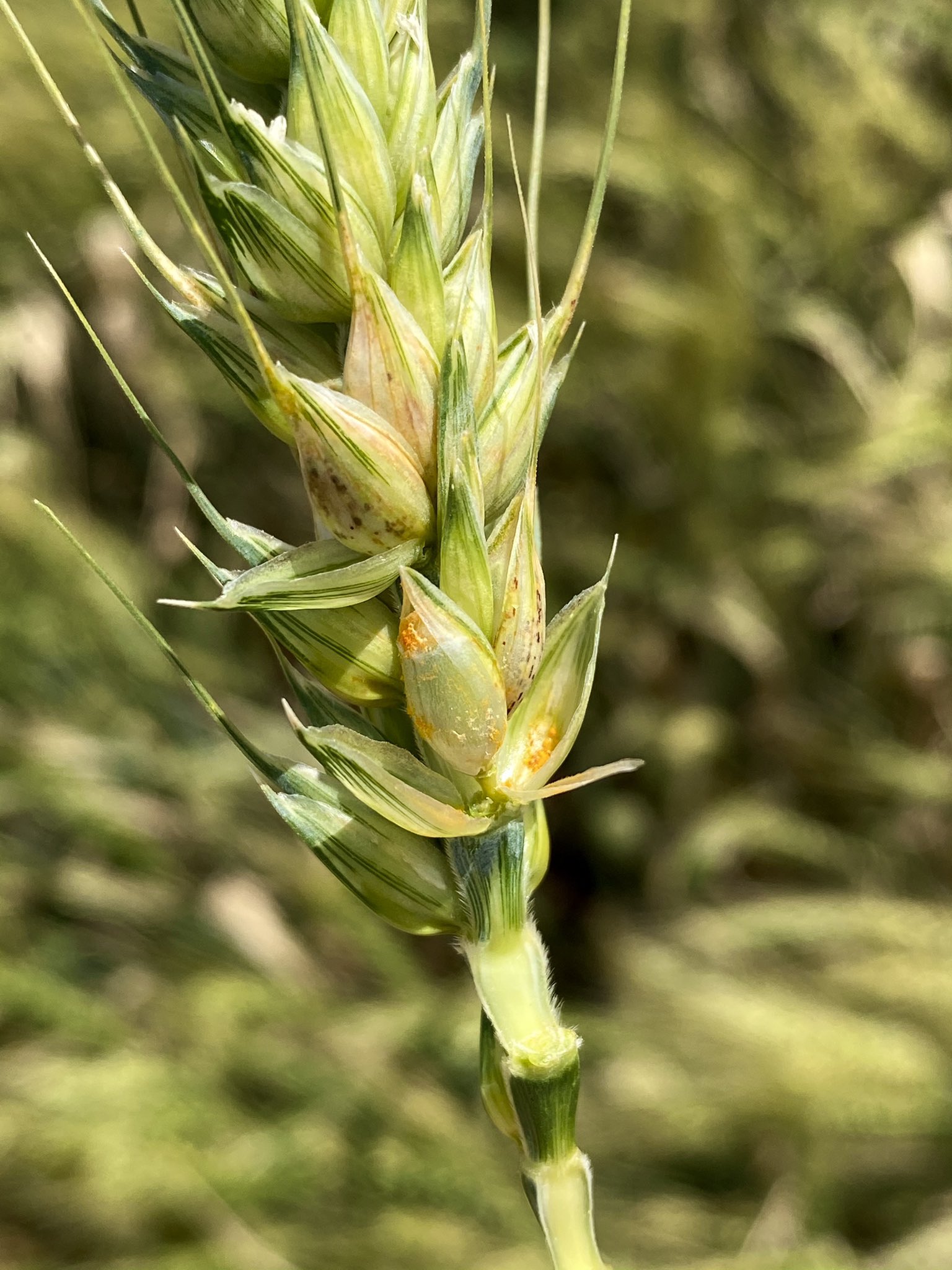 Steven Simpfendorfer on Twitter "Widespread reports of stripe rust