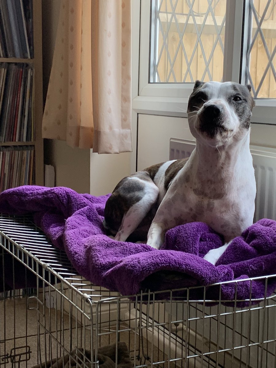 kathhowie's tweet photo. When your foster friend is really annoying you. Get up high π€£ #fosteringdogs https://t.co/YvV76RakPF