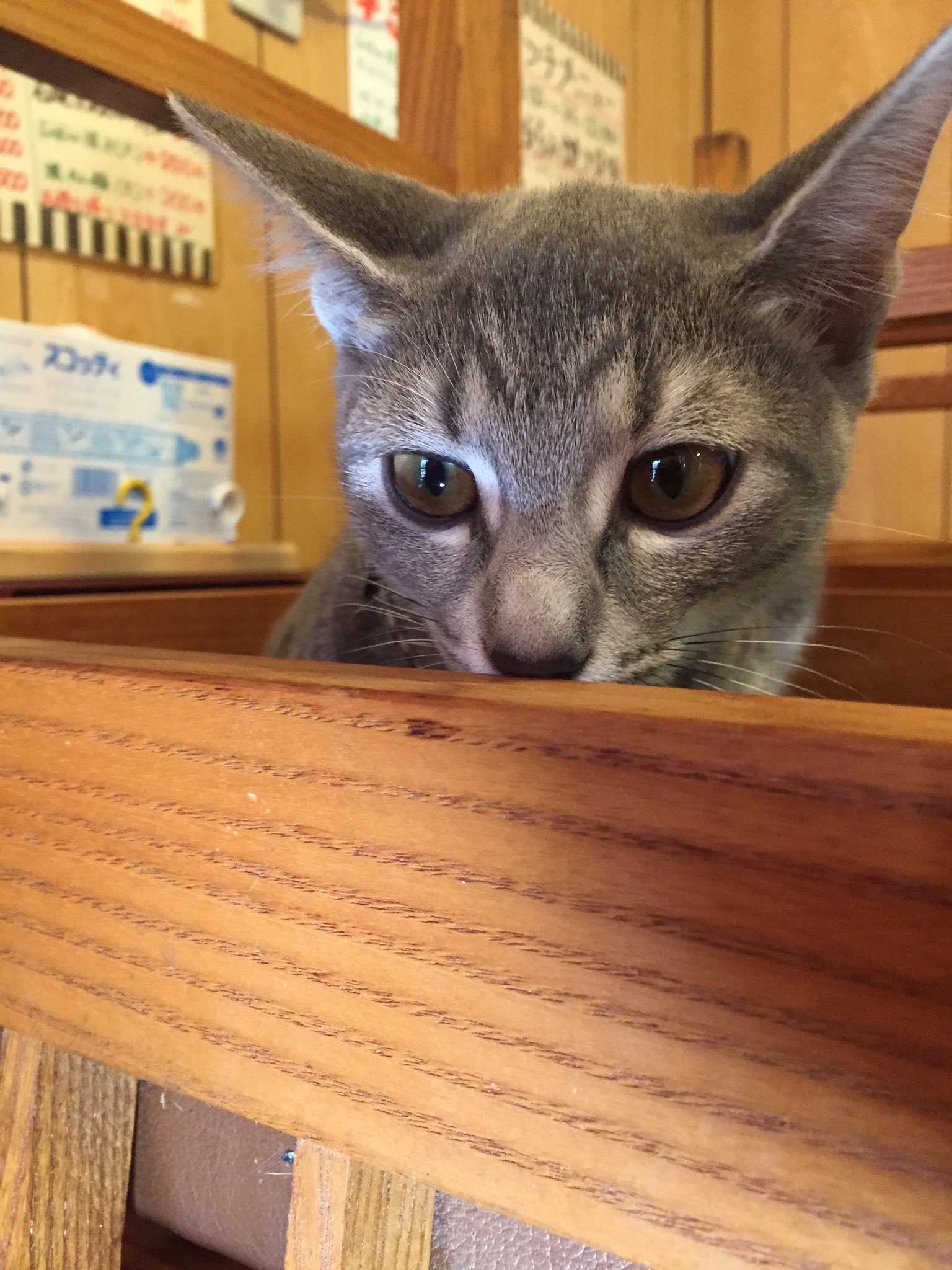 Nyan Pala さっちゃん 今夜9時放送 ホンマでっか Tv は 猫好き芸能人やで 猫好きあるあるがいっぱいあるやろなぁ 猫に興味ない方々にも興味持ってもらえたらええなぁ ホンマでっかtv 猫好き芸能人 T Co Ipbfjzykb2 Twitter