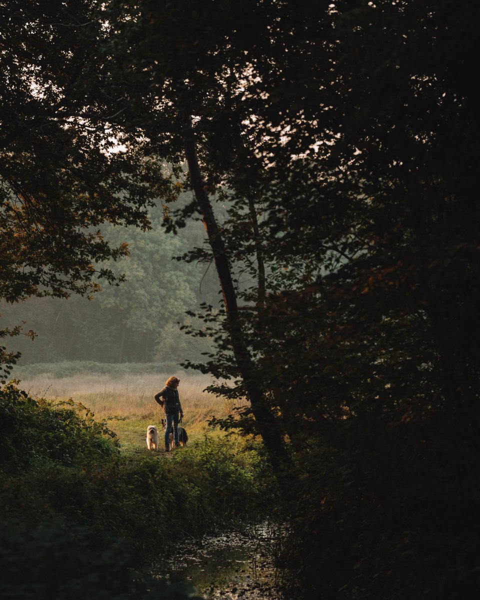 Sensitivesenso2's tweet photo. Posterholt Bos is een geweldige plek voor foto's maken 😊 #fotografie #goudenuurtje #deleven #natuurgek https://t.co/sooM6U101c