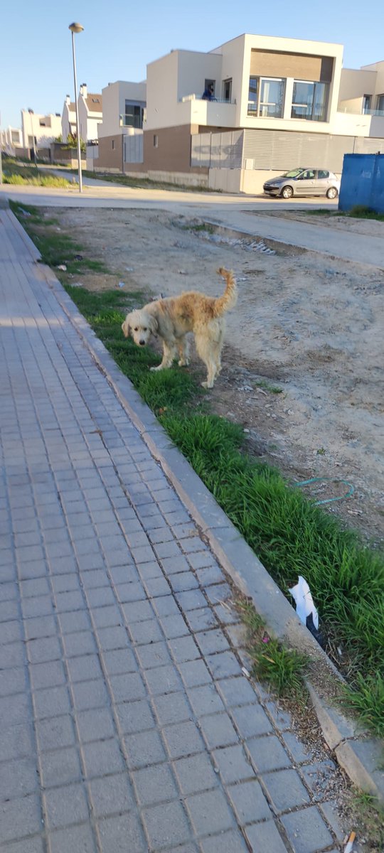 Llaret82's tweet photo. Perrito con collar en el ensanche sur de Alcorcón. No hemos conseguido cogerlo. https://t.co/t9DI7jcc9m
