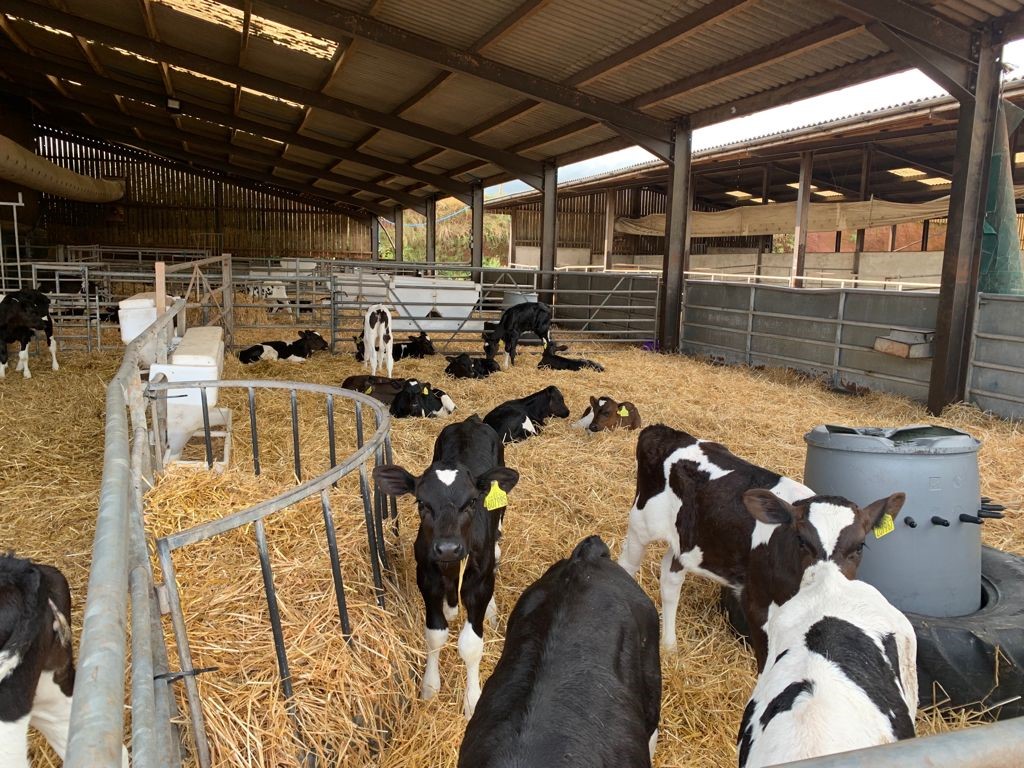 BGS Grassland Farmer of the Year 2021 
Finalist 2 – Chris Blake <a href="/Blakedairy/">Christopher Blake</a> <a href="/DevonGrassSoc/">Devon Grassland Society</a>
The herd: 600 pedigree Irish/NZ Holsteins, producing 8233 l (4633 from forage). Paddock graze from mid-Feb to early Nov on 12-h grazings. 3-4 cuts of silage made. Grass measured weekly.