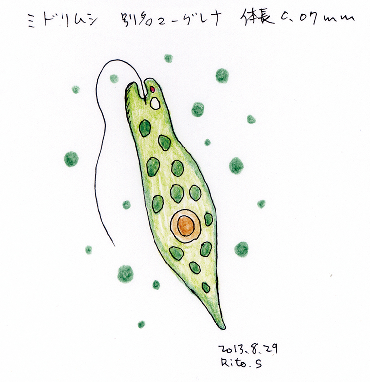 Twoucan ミドリムシ の注目ツイート イラスト マンガ コスプレ モデル