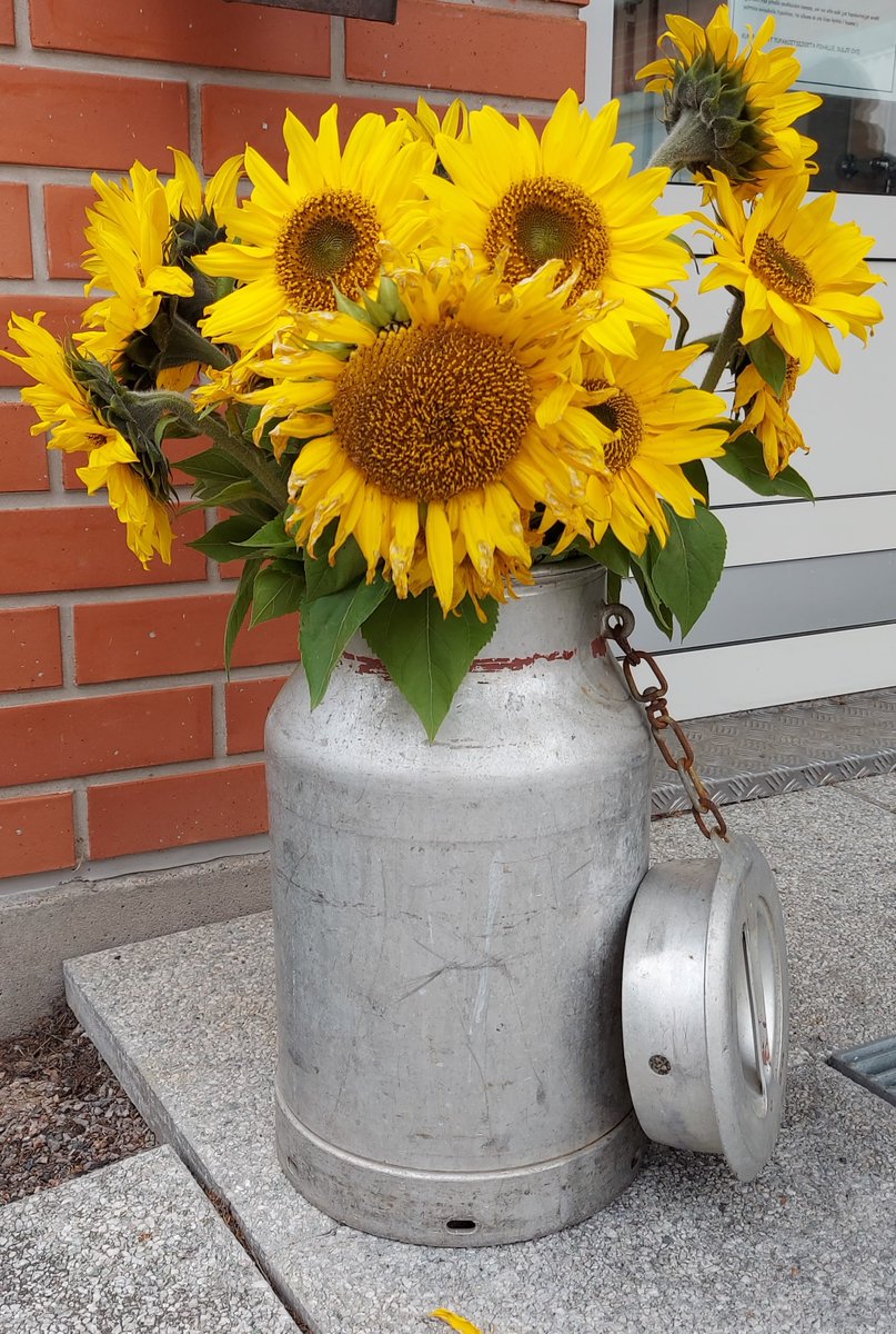 JyllinK's tweet photo. Ainolan sadonkorjuupÀivÀ keskiviikkona 29.9.21. Sato on tÀltÀ kaudelta korjattu, sisÀpiha siistitty kauniiksi talvea odottamaan ja ensi vuoden puutarhaprojektia jo innokkaasti suunniteltu.
https://t.co/IVkwg8ra8o
#jyllinkodit #hyvÀelÀmÀ #sydÀnsykkivanhustyölle #ainola #ikaalinen https://t.co/ZjLM3j2h1E