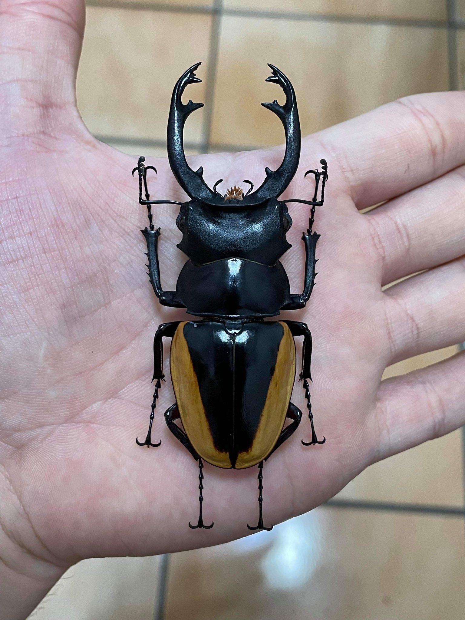 クベラツヤクワガタ 標本 クベラツヤクワガタ 標本
