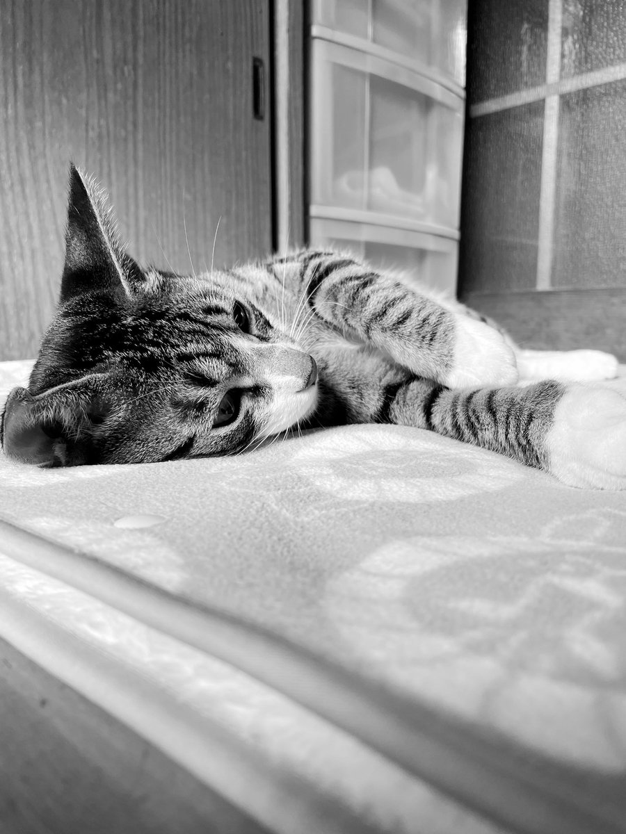 kasaratchi's tweet photo. 😽起きるの嫌や
ボク、人間の気持ちわかるわ
#イイコ
😽I don't want to get up.
I understand how people feel.
#Iiko https://t.co/HhxKY5aTl0