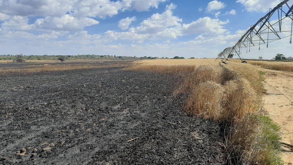 This is heartbreaking 💔 Wheat crop destroyed by fire at Grand Parade farm in Hurungwe @farmhutafrica @MoLAFWRR_Zim @SeedCoGroup @zfu_official @TTofuz