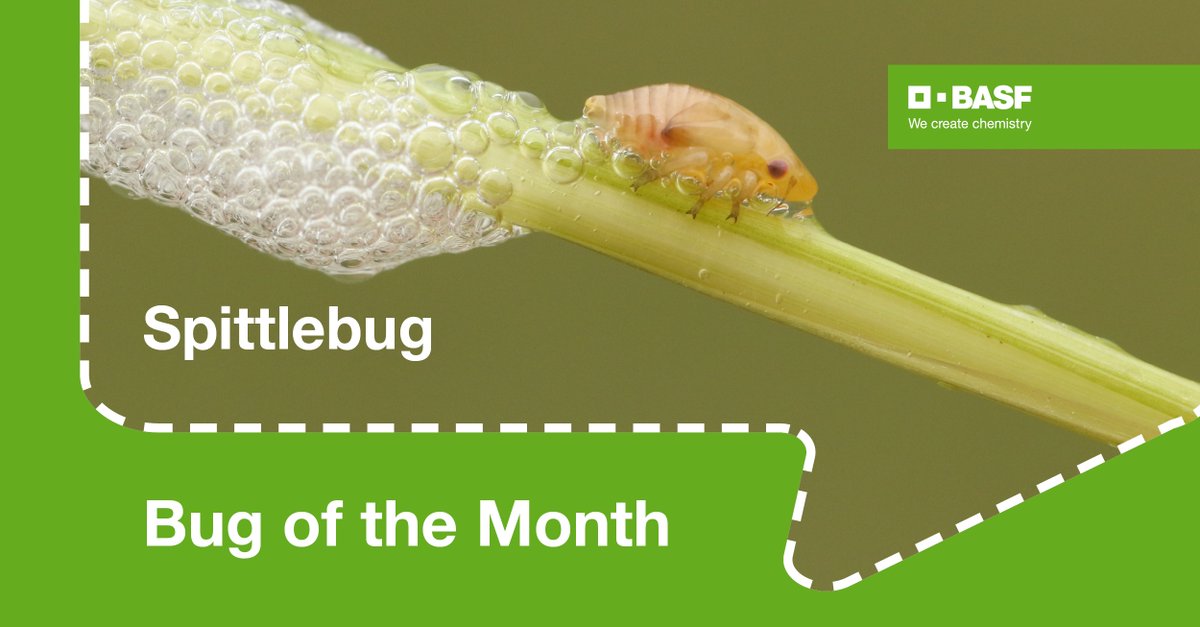 noahthalia's tweet photo. The spittlebug is a sucker for sugarcane, weakening the plants & reducing yield. Entigris from @BASFAgro effectively controls spittlebugs. View our website as we get set to launch for Brazilian farmers: https://t.co/4X4rkBXIM7 #BASFInsecticides https://t.co/tdw79Jesg4