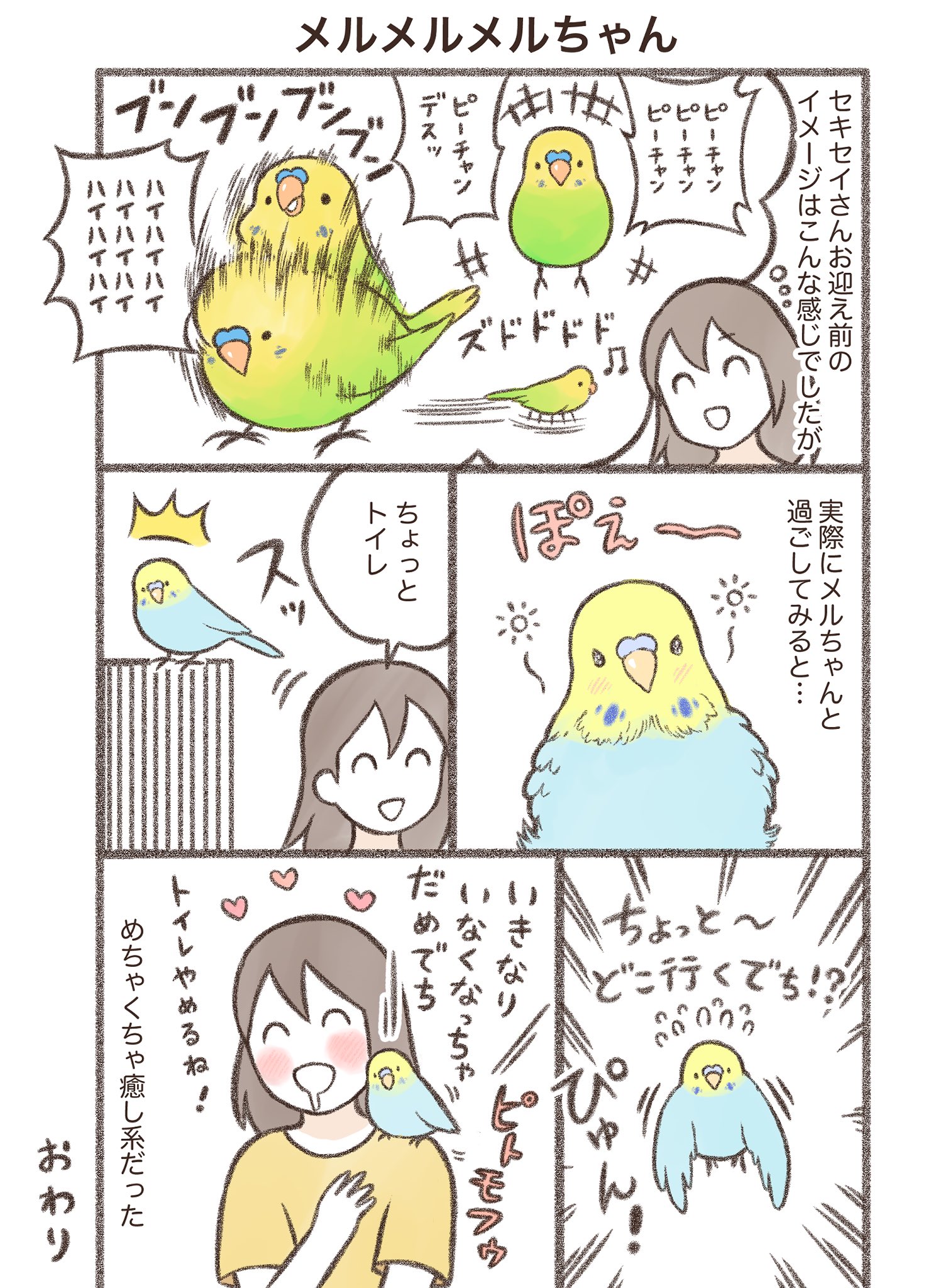 鳥野ニーナ マンガ連載中 マンガ メルメルメルちゃん セキセイインコ 漫画が読めるハッシュタグ T Co Ksz2p3s0bc Twitter