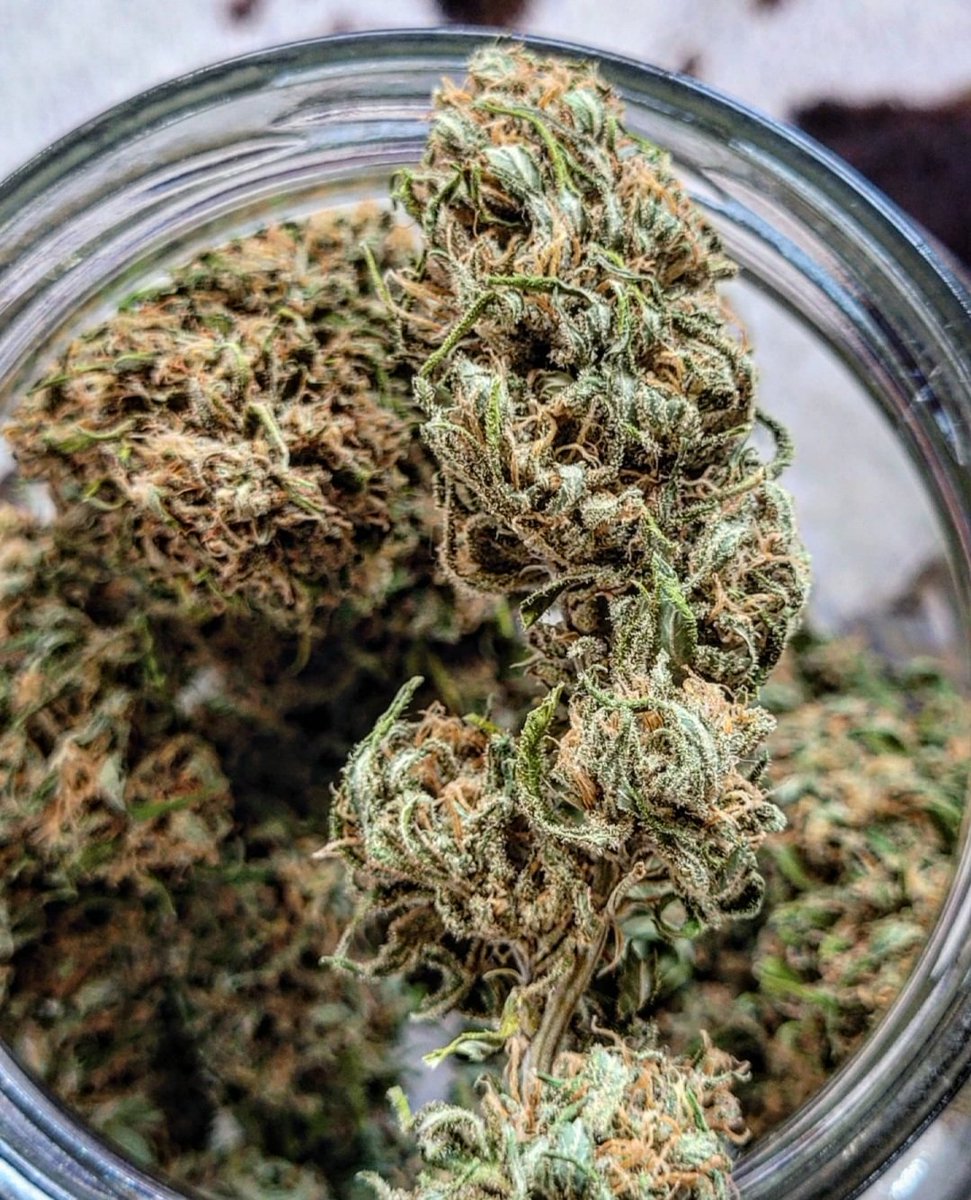 PHOTOS FROM OUR FANS‼️🌱📷💚 CHERRY DREAM EDITION 🍒 #LimitedCollection by #KannabiaSeeds 🌱 @KannabiaSeeds @Kannabia_US 
📸 #Repost 🔃 thanks to our #kannabist friend @Sophie_MJ 🙏😍🧡💚
➕Info #CherryDreamEdition ➡️ kannabia.com/en/kannabia/ch…

#CannabisCommunity #collectibleseeds