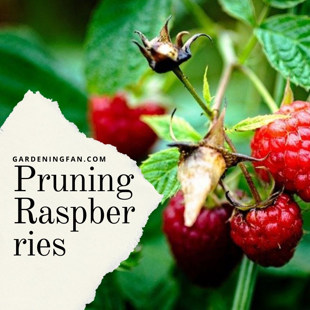 gardeningfan.com/pruning-raspbe…