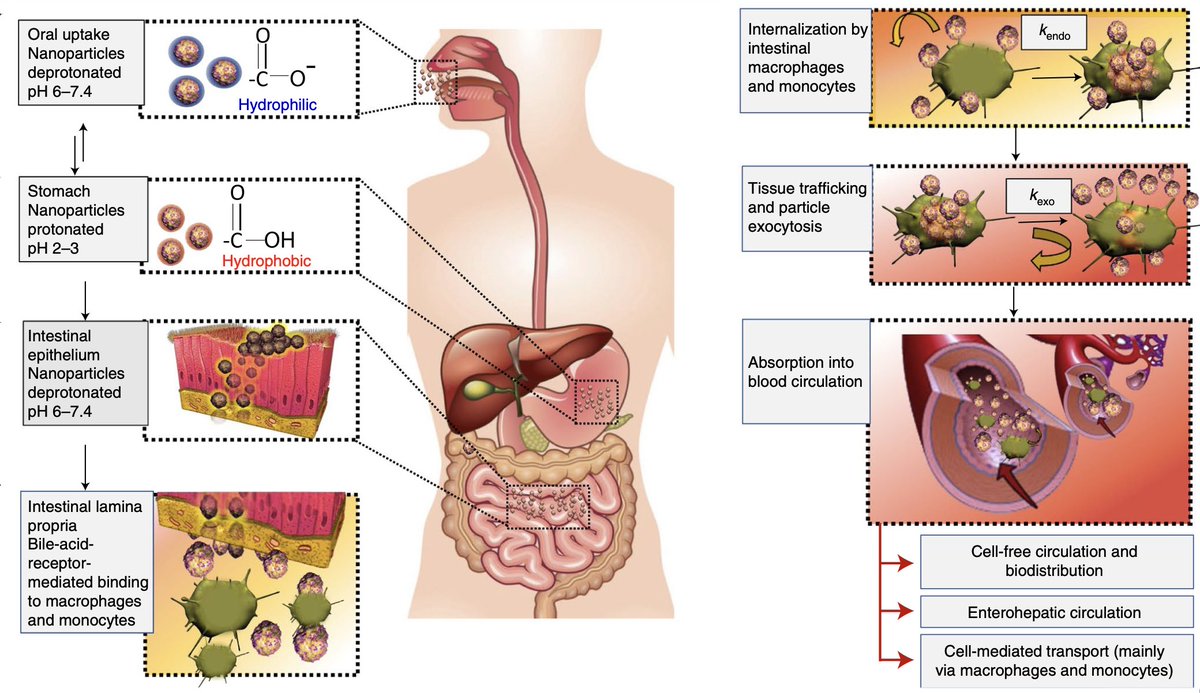 natBME's tweet image. Orally delivered nanocarriers of insulin or rapamycin made from a polymeric bile acid exert metabolic and immunomodulatory functions, restore blood-glucose levels in mice and pigs with type 1 diabetes, and delay the onset of diabetes in mice.

rdcu.be/czqIE