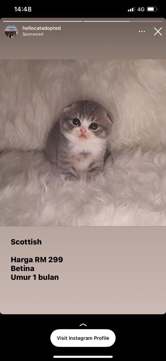 My mum saw this ad on instagram. Dia minta i belikan kucing ni. At first i macam aloo comelnya kucing ni, tapi macam sus sikit sebab murah sangat. I pun contact la ig seller ni, konon macam dah interested la nak beli. Things got fishy when-