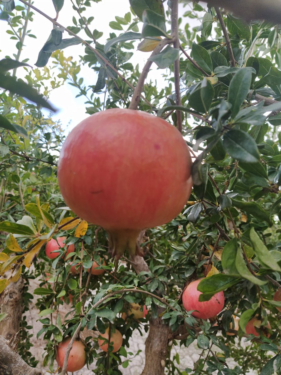 granalife's tweet photo. Estamos de comienzo de campaña #granadamollar. Entra en https://t.co/7hEhA4vNiq y disfruta de una de las frutas más ricas y beneficiosas! Vamos ✌️
#octubre #frutagranada #pomegranate #delahuertaalaboca #realfood #autenticosabor #agriculturasostenible @granalife #tutiendaonline https://t.co/wanLOb90pJ
