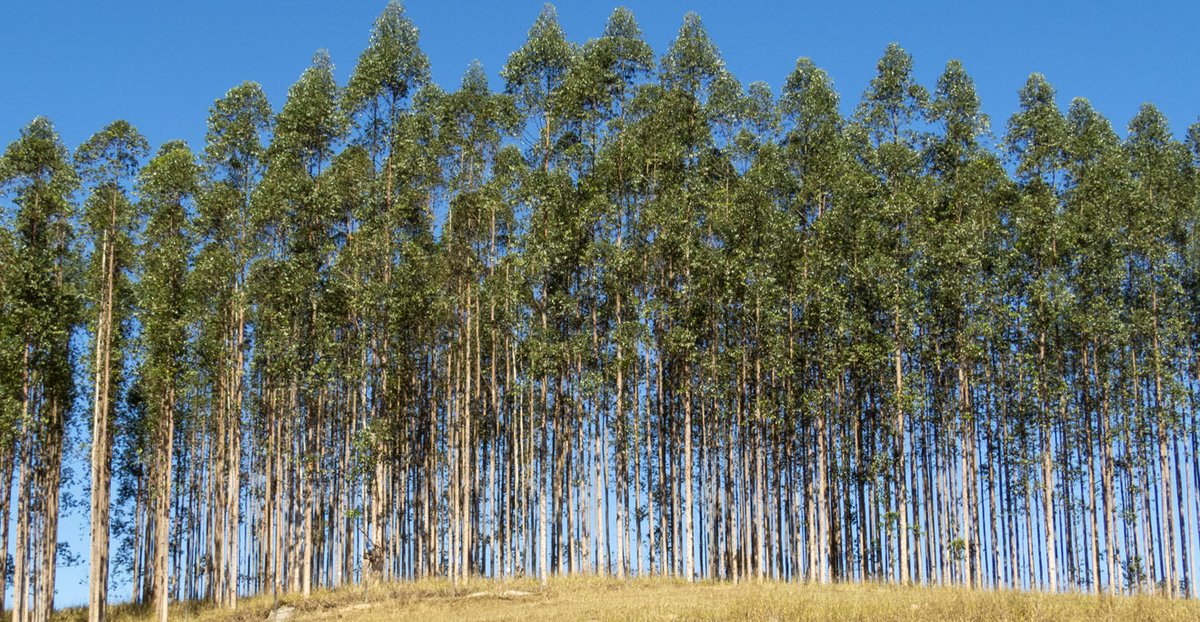 🌳Did you, or your organisation, sign the ‘Kew Declaration on Reforestation for Biodiversity, Carbon Capture and Livelihoods’? #ReforestationConference Let us know in the comments 👇 or give us a retweet and your reason why...