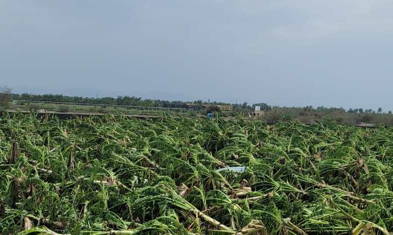 abdllah_qanoby's tweet photo. بالصور: #شاهين يمحو مشروع مواطن حقق مردودًا جيدًا بزراعة أصناف عالمية من الموز
المواطن محمد القنوبي صاحب مشروع قطار الموز بالسويق..
هنا تقرير أثير كاملا
https://t.co/hz6lmGiiXJ https://t.co/M9I7JUO8dd