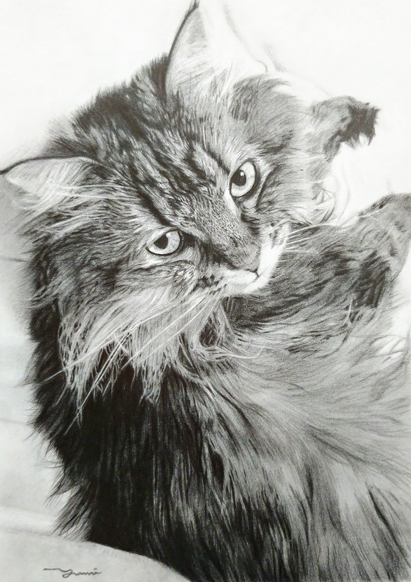 最も完璧な 額入り鉛筆画 猫陰陽 絵画