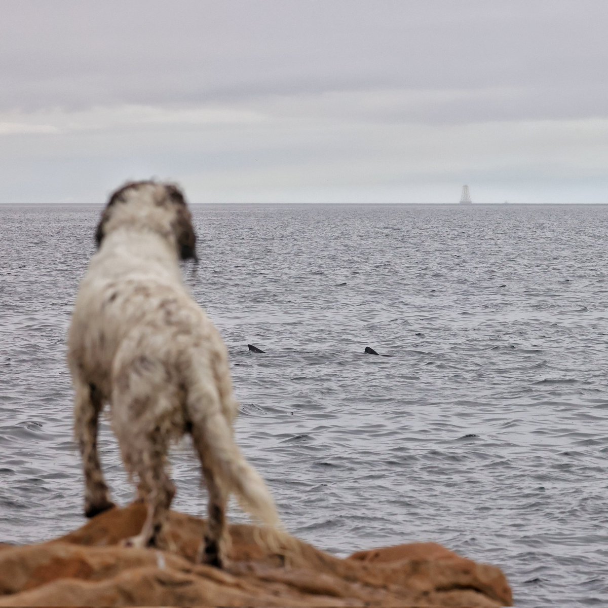 SHARK 🦈
Riley, my Springer, enjoying the close-up view of a 5 metre long Basking Shark in Burghead, Moray
#shark #Sharktober #dogsoftwitter #ScotlandisCalling #Scotland