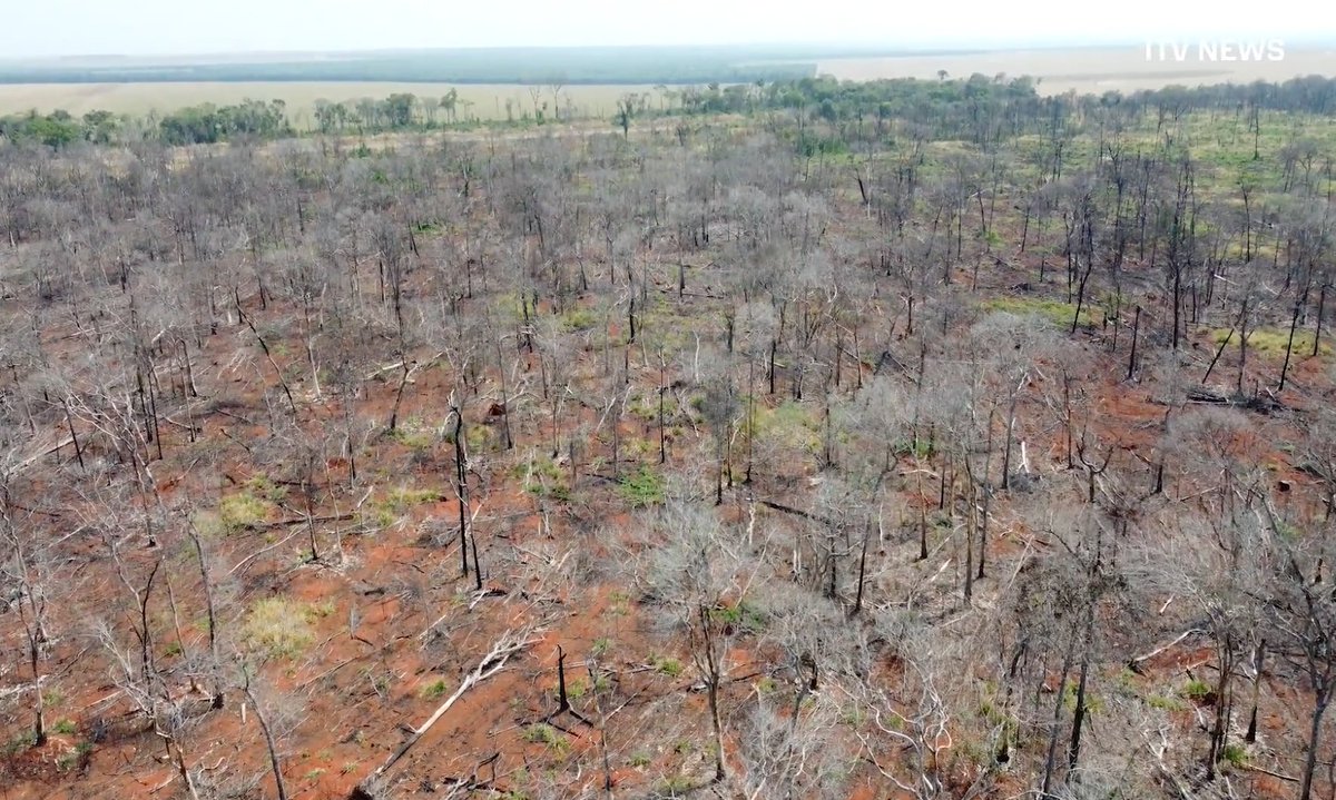 This is a story about soya. How it’s grown in Brazil and linked to vast environmental devastation. And how it makes its way into our favourite brands when it’s used as feed for dairy cows on UK farms. 
 #Cadbury #Anchor #CathedralCity