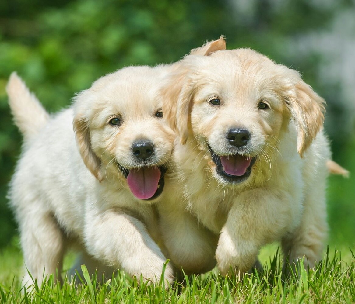 honky_tonk's tweet image. We are companions to enjoy this exciting world together!

ぼくたちは、このワクワクする世界をいっしょに楽しむ仲間！
#companion #仲間 #exciting #ワクワク
RP @RoseJulika