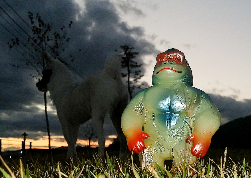 SofuBronze's tweet photo. Customers overseas only Lottery sale 2021'10/2
マウントゴリラの韓国生活スタート🦍

#oneuptoy
#マウント工房
#マウントゴリラ https://t.co/KFq2yOHQj6