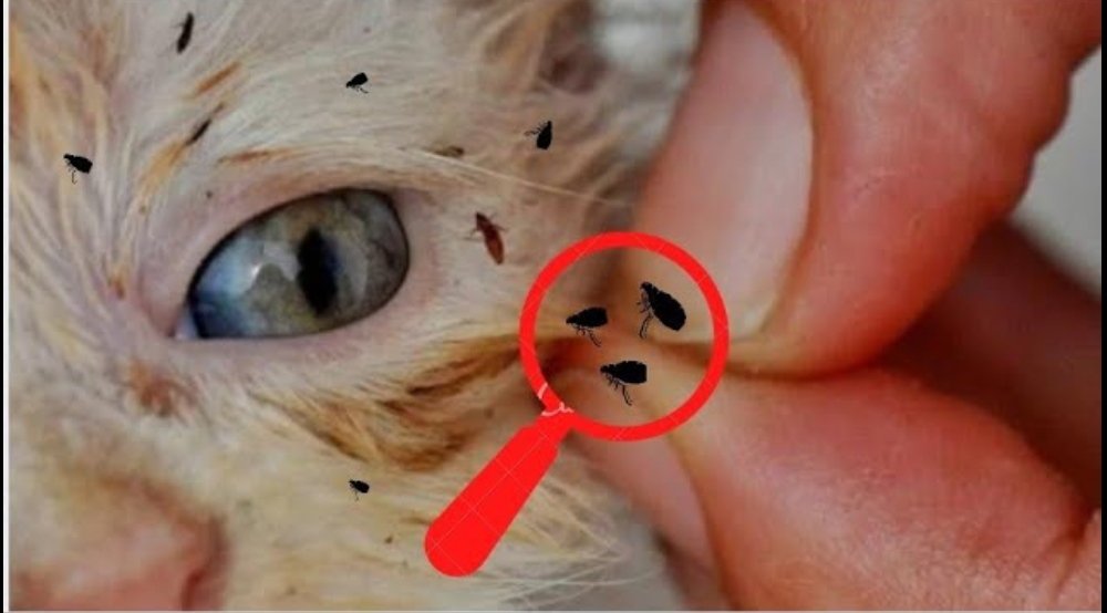 Kedi Piresi Çözümü İle İlgili Videomuzu İzlermisiniz 🥰🙏
youtu.be/S-zvObR-wOI