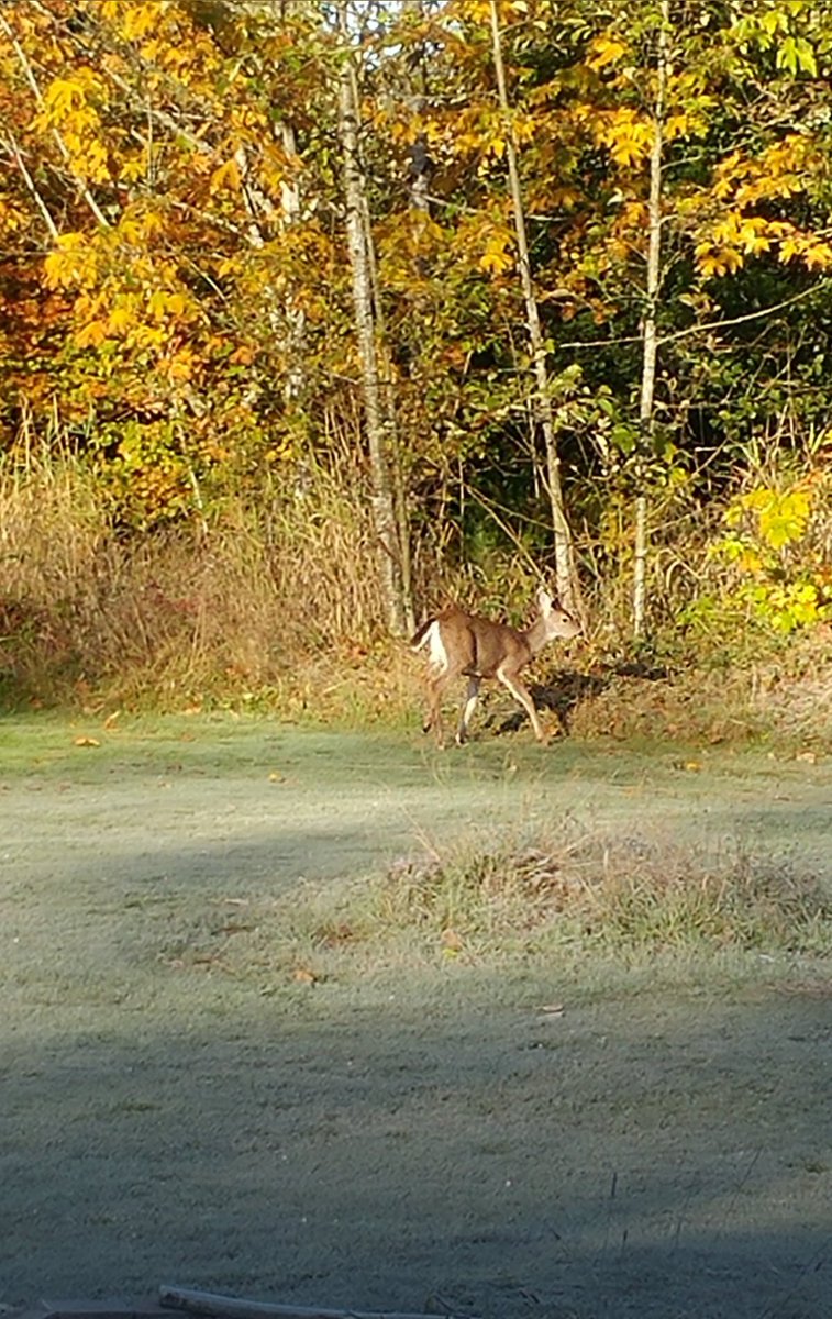 Love getting visitors🧡🦌