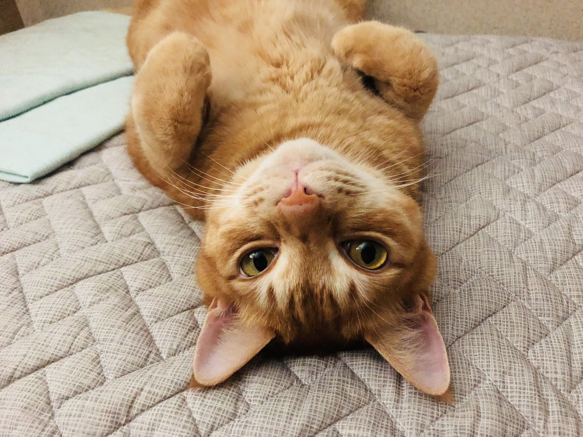 우리집 고양이가 너무 귀여워요😭❤️