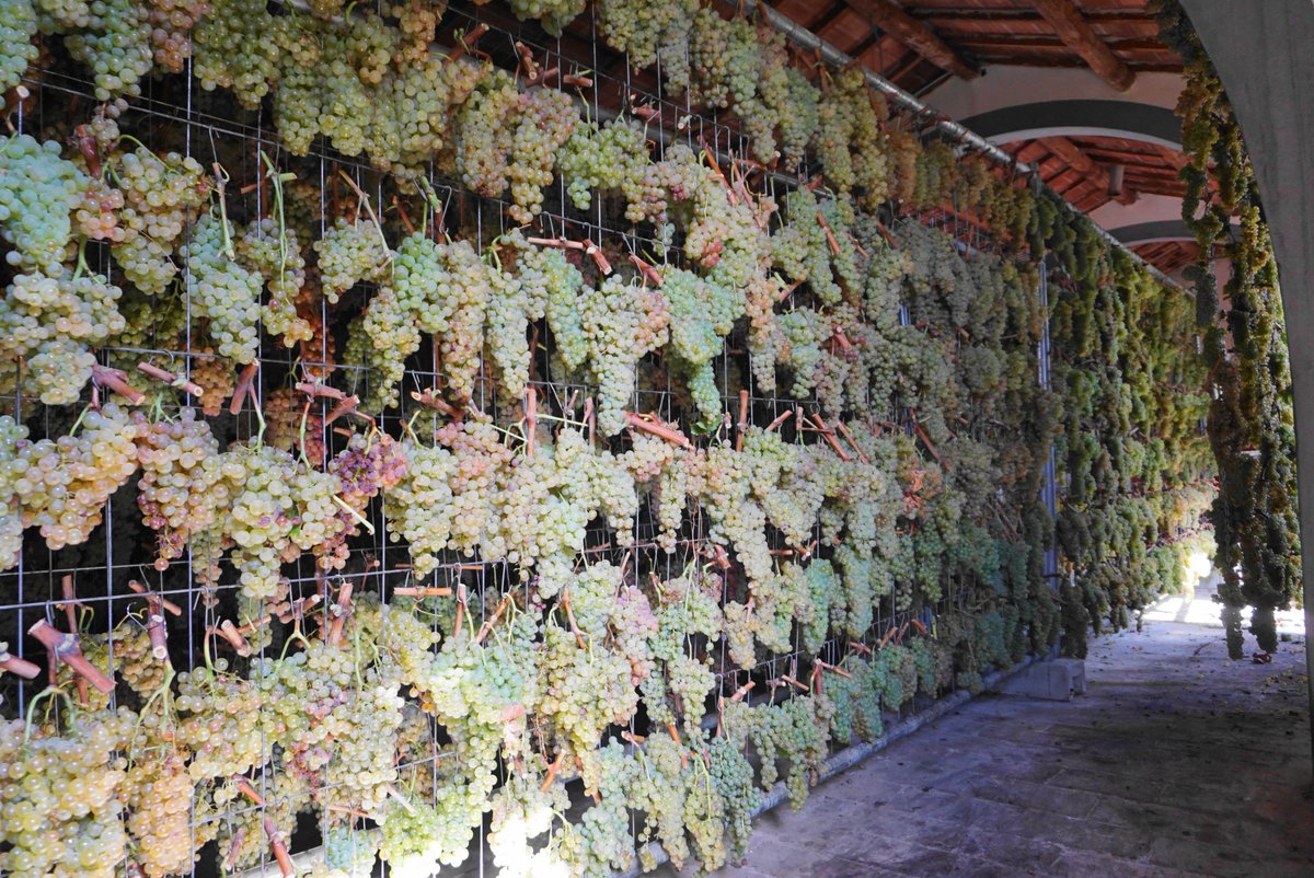 LornanoChianti's tweet photo. Trebbiano and Malvasia are hanged and ready to be fade for 8 weeks! Arm yourself with patience that Vin Santo del Chianti Classico doc 2021 will be ready in 2028.
#lornanochianticlassico #lornanoathome #lornano #chianticlassico #vinsanto #dessertwine #sweetwine #malvasia https://t.co/1FJ3l1HEBj