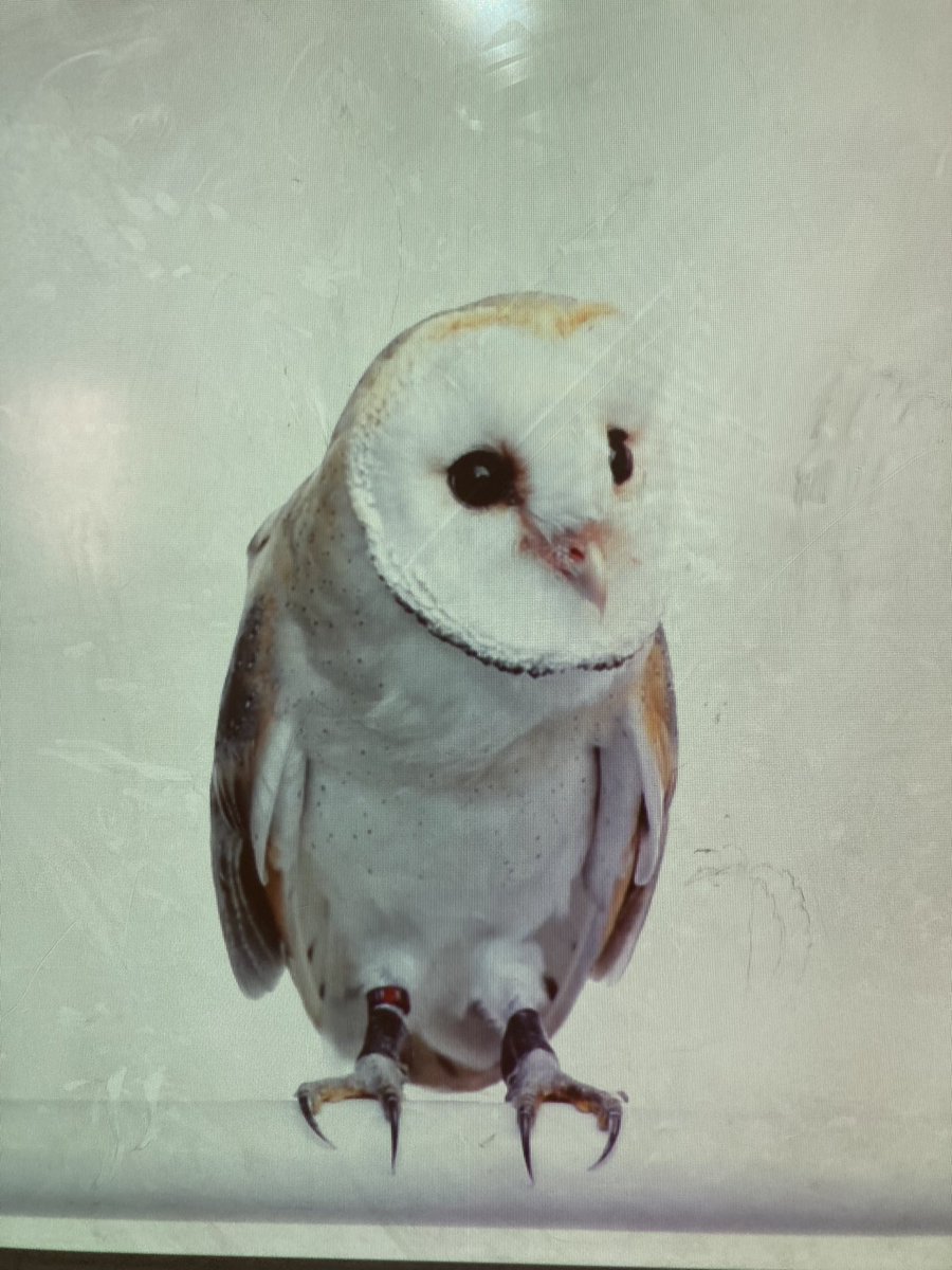 MrTrott4's tweet photo. Today in Science we dissected Owl Pellets! Are students were challenged to unearth the bones left behind and piece together the skeletons of our Owl’s prey! #detective #Science @KensingtonESNC @AGHoulihan @ParticipateLrng https://t.co/iN7FTI8u7E
