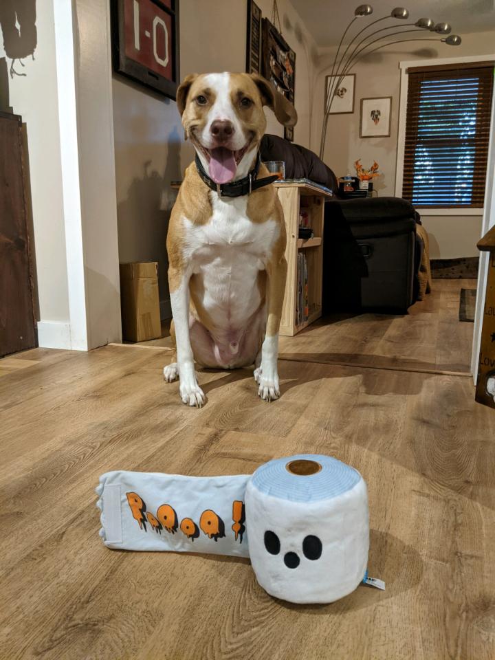 trish6677's tweet photo. @barkbox Totally forgot to add the pic https://t.co/4wyoEPf1WE